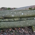 Wood pile trees wood firewood stump scanning stump root tree old tree dead tree scanning tree 3d model