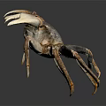 Brown Crab With Large Claws And Textured Shell On Dark Reflective Surface 3d model