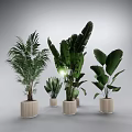 Indoor Potted Plants With Various Green Leafy Species In Modern Ceramic Pots