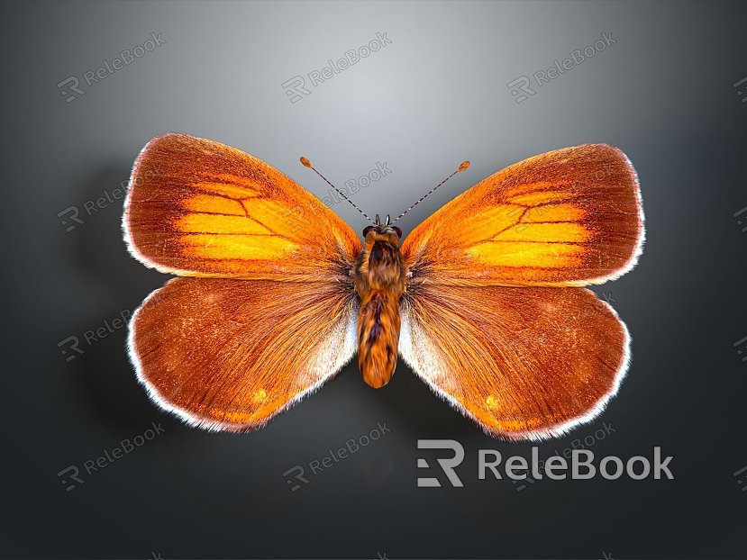 Modern Moth Moth Animal Anime Character model