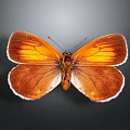 Vibrant Orange Brown Butterfly With Shiny Wings And Detailed Patterns Against Gray Background