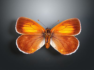 Modern Moth Animal Anime Character 3d model