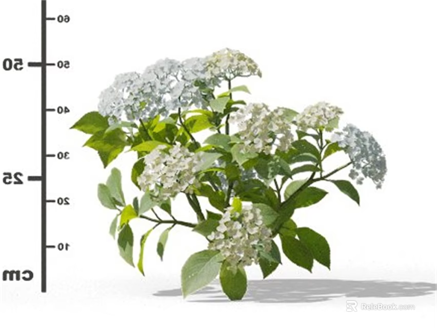 Fresh White Flowers With Lush Green Leaves And Size Measurement In Cm Scale 3d model 