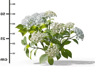 Fresh White Flowers With Lush Green Leaves And Size Measurement In Cm Scale 3d model