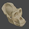 Realistic 3D Model of Ape Skull Showing Anatomical Structure Details