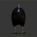 Cassowary Bird With Blue Neck Red Casque And Dark Feathers On Black Background