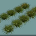 Lush Green Grass Plants With Small White Flowers In Natural Arrangement