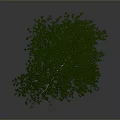 Green Leafy Tree With Brown Trunk Isolated On Gray Background 3D Render 3d model