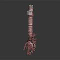 3D Anatomical Human Organ Model Showing Trachea Bronchi And Lung Structure