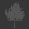 Lush Green Tree With Silhouette Of A Woman Walking In Dress And High Heels