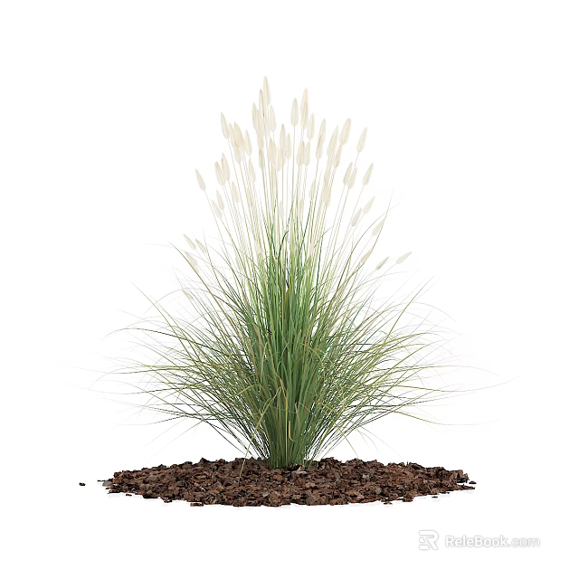 Lush Green Ornamental Grass With White Flower Spikes And Mulch Base 3d model 
