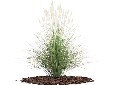 Lush Green Ornamental Grass With White Flower Spikes And Mulch Base 3d model