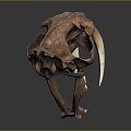 Modern Skull Animal Skull Saber-toothed Tiger Skull Fossils 3d model