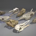 Various Animal Skulls Collection With Different Species Skeletal Remains On Gray Background