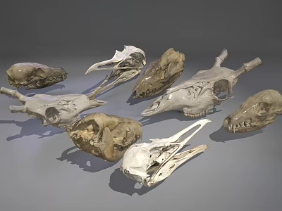 Various Animal Skulls Collection With Different Species Skeletal Remains On Gray Background 3d model