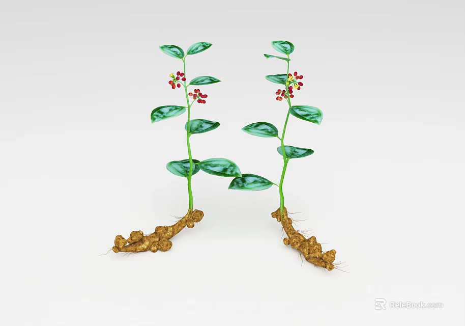 Two Green Leaf Plants With Small Red Fruits And Brown Roots On White Background 3d model 