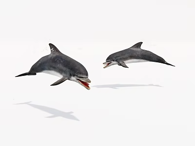 Two Dolphins Jumping Gracefully In Mid Air Showing Aquatic Animal Beauty 3d model