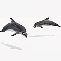Two Dolphins Jumping Gracefully In Mid Air Showing Aquatic Animal Beauty