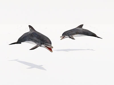 Aquatic animal dolphin 3d model