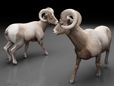 Two Rams With Large Curved Horns White Brown Models On Gray Surface 3d model