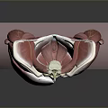 Medical Device Detailed Human Spine And Muscle Anatomical Model Display For Education