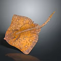 Brown Stingray With Yellow Spots And Long Tail On Dark Background 3d model
