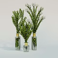 Transparent Glass Vases With Golden Tops Holding Fresh Green Foliage For Home Decor