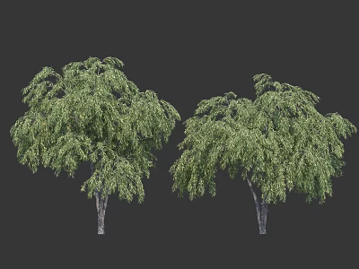 Two Arbor Trees With Lush Green Drooping Leaves And Strong Trunks 3d model