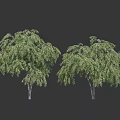 Two Arbor Trees With Lush Green Drooping Leaves And Strong Trunks