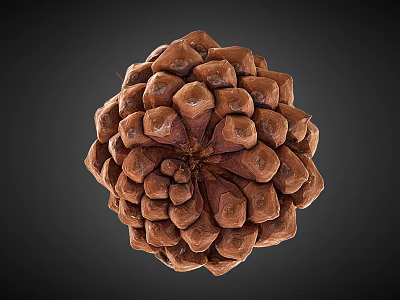 Detailed Pine Cone Close Up View With Brown Scales On Dark Background 3d model