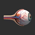 Human Eye Anatomical Structure Detailed Cross Section With Blood Vessels And Retina