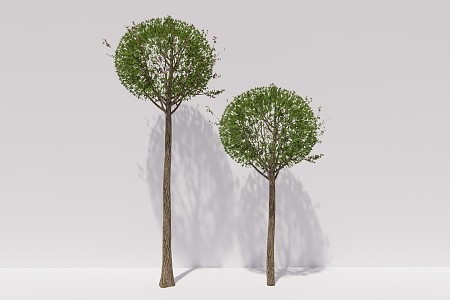 modern shrub landscape tree hibiscus shrub ball plant 3d model