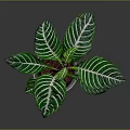 Tropical Houseplant With Green Leaves White Stripes And Red Stems In Pink Ribbed Pot