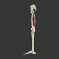 Human Lower Limb Skeleton And Muscle Anatomy Model Showing Hip Femur Tibia Structure