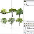 Various Types of Arbor Trees With Green Foliage for Natural Landscaping