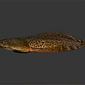 Spotted Brown And Orange Fish With Long Body And Textured Surface On Dark Background