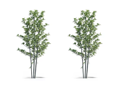 Lush Green Tall Trees With Dense Foliage And Multi Stem Trunks 3d model