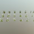 Diverse Green Plants With White Flowers Showcasing Fresh Foliage And Blooms