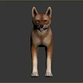 Realistic Brown Dog With Pointed Ears And Dark Tipped Tail Standing On Dark Background Reflection