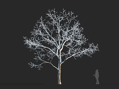 Tall Leafless Arbor With Thick Trunk Spreading Branches Against Black Background And Human Silhouette 3d model