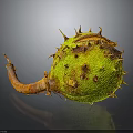 Spiky Green Plant Fruit With Brown Spots And Withered Stem On Dark Background With Reflection 3d model