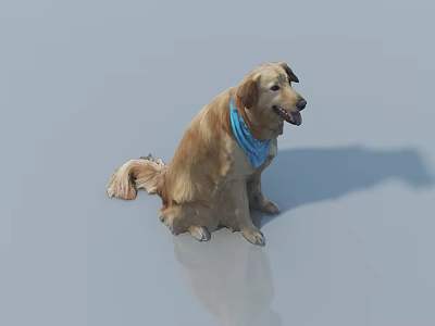 Golden Retriever Sitting Wearing Blue Bandana On Light Gray Background With Reflection 3d model