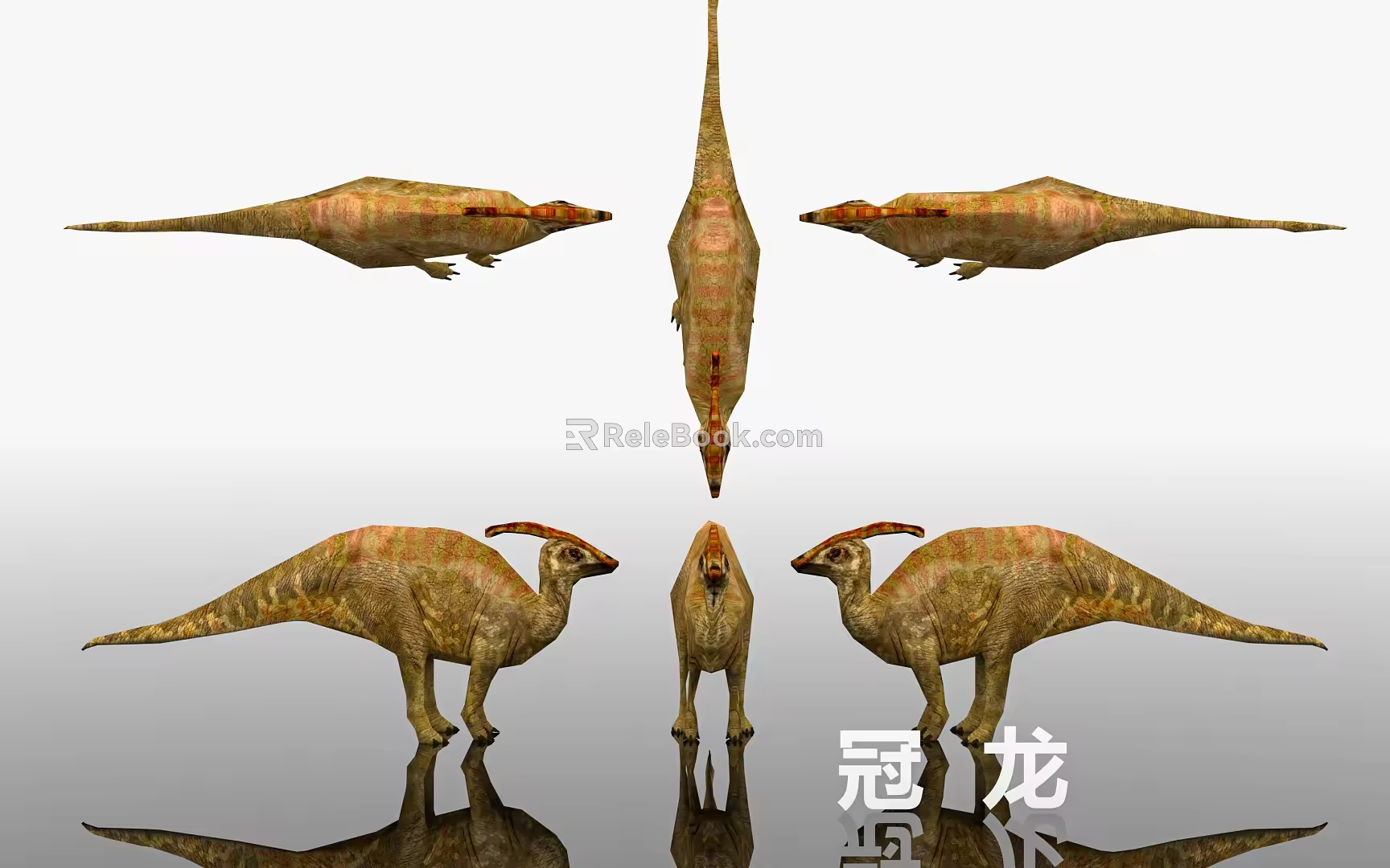 Crown Dinosaur Specimen Display Museum Science Popularization Reptile Biology Prehistoric 3d model