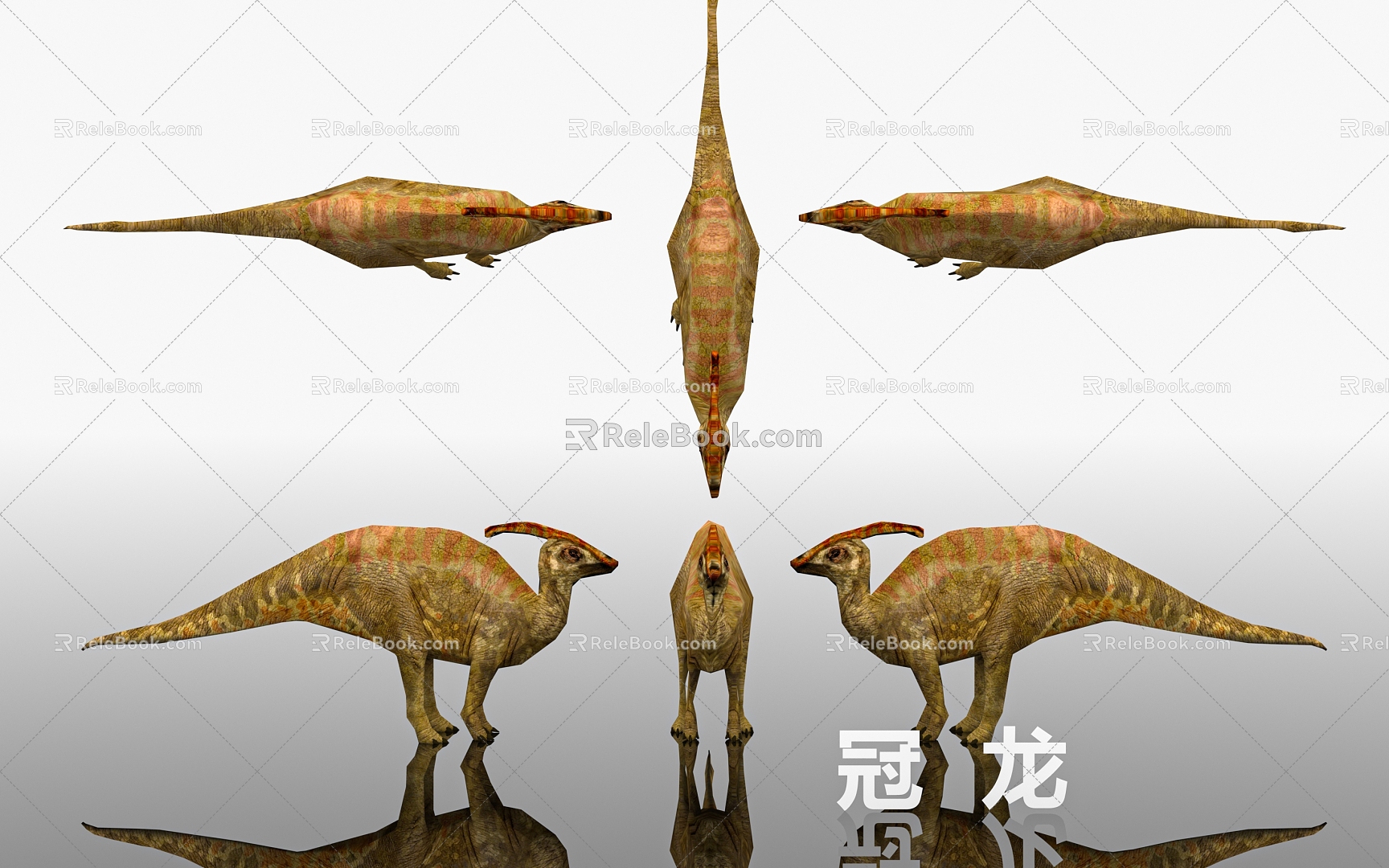 Crown Dinosaur Specimen Display Museum Science Popularization Reptile Biology Prehistoric 3d model