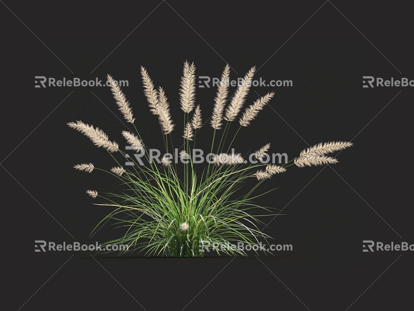 Pennisetum needle grass grass grass pampas grass fescue weeds weeds miscanthus grass barley grass pampas grass 3d model