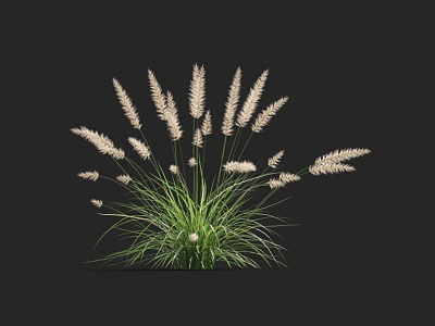 Pennisetum needle grass pampas grass fescue weeds miscanthus grass barley grass pampas grass 3d model