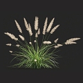 Pennisetum needle grass grass grass pampas grass fescue weeds weeds miscanthus grass barley grass pampas grass 3d model