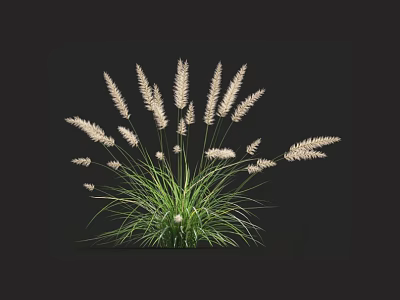 Elegant Green Herbaceous Plant With White Feathery Flower Spikes On Black Background 3d model