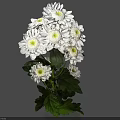White Chrysanthemums Bouquet With Fresh Green Leaves And Lush Floral Arrangement