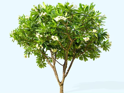Lush Arbor With Green Leaves And White Flowers In Natural Setting 3d model